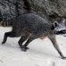 racoon_map_h_0111_cos1839.jpg